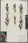 Foto von Salix repens subsp. repens L.